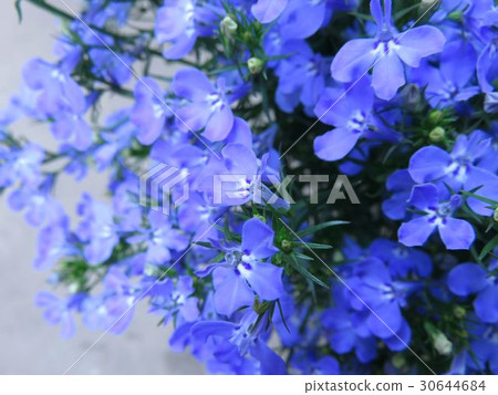 Azzurro Compact 30644684