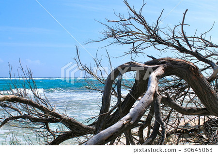 死樹和海的風景 30645063