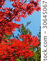 紅槭和藍天 30645067