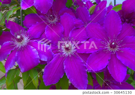 Flowers of Tessen Flowers of Tessen 30645130