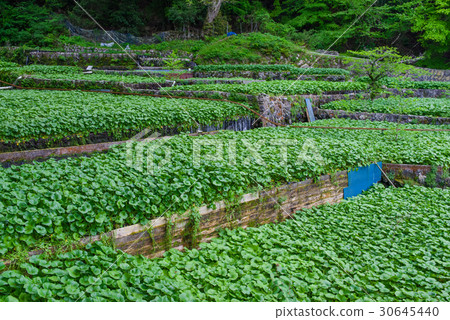 Wasabi field of Izu Raiba 30645440