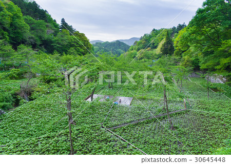 Wasabi field of Izu Raiba 30645448