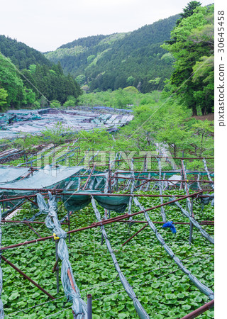 Wasabi field of Izu Raiba Wasabi field of Izu Raiba 30645458