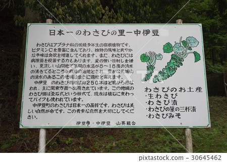 Wasabi field of Izu Raiba 30645462