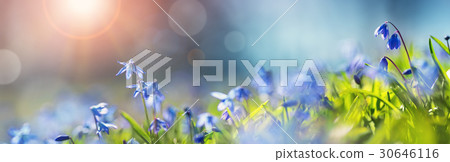 Scilla flowers in the park Scilla flowers in the park 30646116