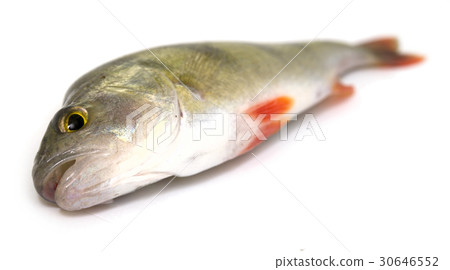 perch perch 30646552