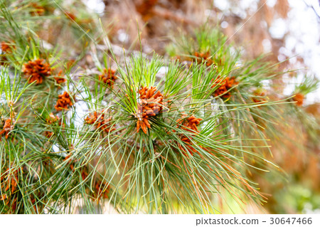 圖庫照片: young cones grow on pine tree with long needles.