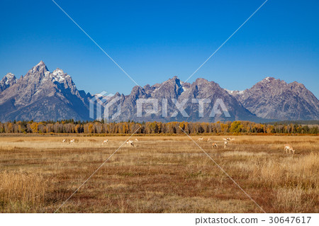 Pronghorns in the Tetons in Fall Pronghorns in the Tetons in Fall 30647617