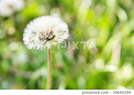 One white dandelion on a blurred background One white dandelion on a blurred background 30648294