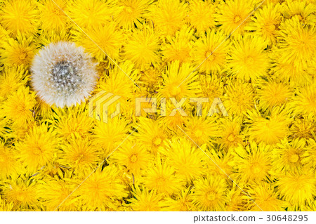 One ripe dandelion among yellow 30648295