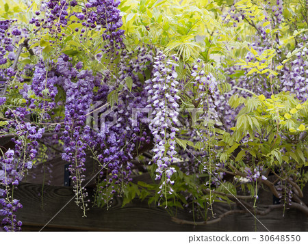 Wisteria flowers 30648550