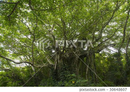 Kajimajima·Funa no bajumaru 30648607