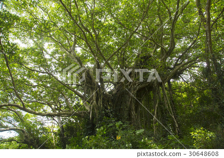 Kajimajima·Funa no bajumaru 30648608