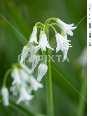 Mitsukadonegi Mitsukadonegi 30648689