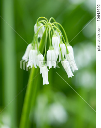 Mitsukadonegi Mitsukadonegi 30648692