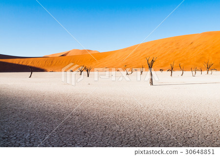 Dead camel thorn trees in Deadvlei dry pan with 30648851