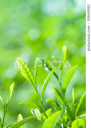 茶芽 30648982