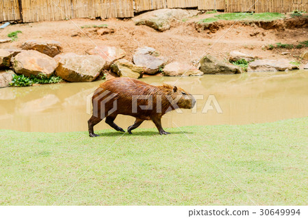 ig Capybara (hydrochoerus hydrochaeris) in the zoo 30649994