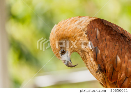 Close up portrait of a red tailed hawk . Close up portrait of a red tailed hawk . 30650021
