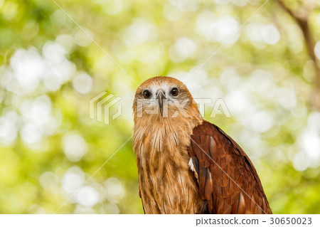 Close up portrait of a red tailed hawk . Close up portrait of a red tailed hawk . 30650023