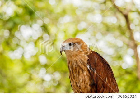 Close up portrait of a red tailed hawk . 30650024