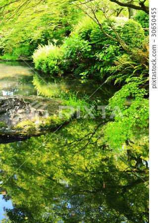 Japanese garden 30650455
