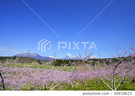 TanKasumisato 30650623