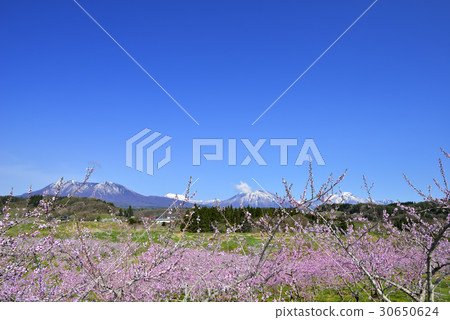 TanKasumisato 30650624