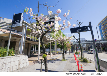 名古屋市瑞穗市都市風景圈線環形櫻花和名古屋市營地鐵櫻山站3號入口 名古屋市瑞穗市都市風景圈線環形櫻花和名古屋市營地鐵櫻山站3號入口 30650659