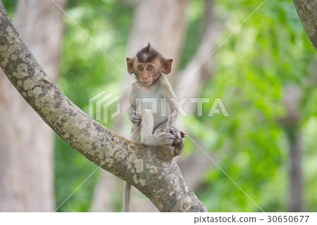 Cute monkey Cute monkey 30650677