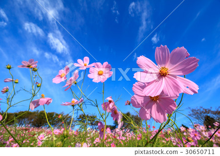 Cosmos field @ Shirakigami, Isahaya city, Nagasaki prefecture 30650711