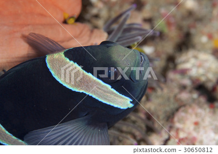 小笠原的黑色海葵魚 小笠原的黑色海葵魚 30650812