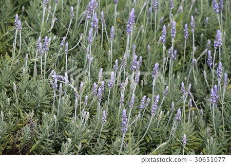 lavender lavender 30651077