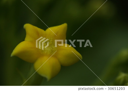 Natural plant Colonca, when looking at small flowers nearby ... Fine hair grows on one side and it feels like a velvet 30651203