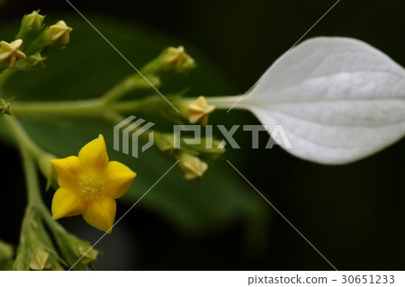 Natural plant Colonna, Ishigakijima in April. Flowers blooming with large white calyx and white standing as a forest road Natural plant Colonna, Ishigakijima in April. Flowers blooming with large white calyx and white standing as a forest road 30651233