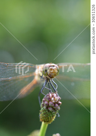 Dragonfly up Dragonfly up 30651326