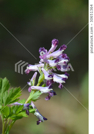 Murasakikeman (purple flower) Murasakikeman (purple flower) 30651364