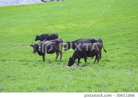 Nagasa's black cattle Nagasa's black cattle 30651866