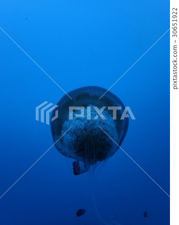 Jellyfishes and fish like a star and a satellite Jellyfishes and fish like a star and a satellite 30651922