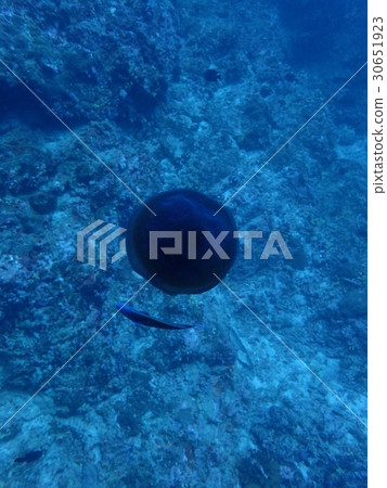 Jellyfishes and fish like a star and a satellite Jellyfishes and fish like a star and a satellite 30651923