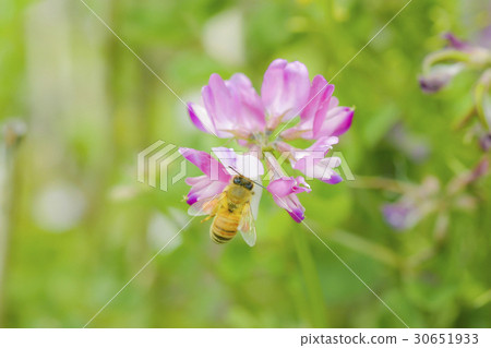 Lotus flower Lotus flower 30651933
