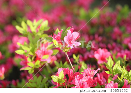 Azalea Azalea 30651962