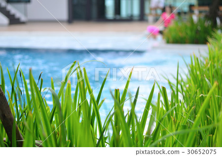 Ornamental plants with a pool background Ornamental plants with a pool background 30652075