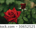 Roses and raindrops 30652525