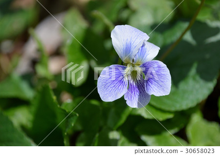 Violet Violet 30658023