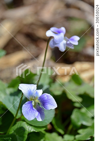 Violet Violet 30658024
