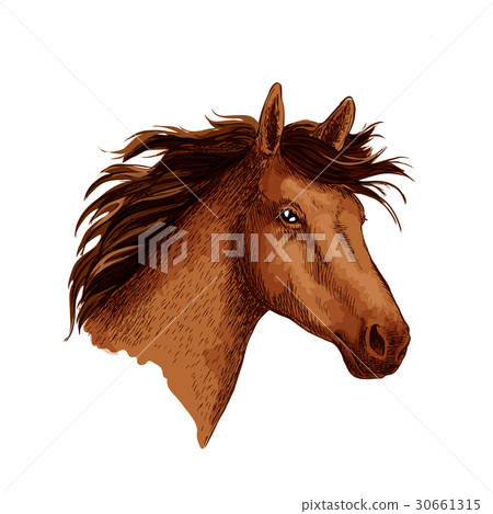 Arabian brown wild horse head vector sketch symbol 30661315