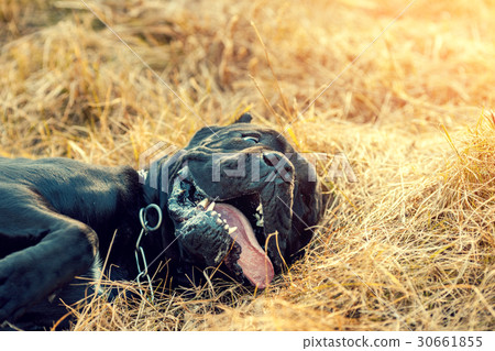 Cane corso italiano Dog lying on the dry grass 30661855