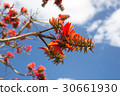 Deigo的花·沖繩縣花 30661930