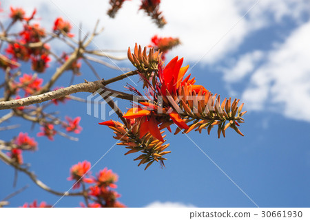 Deigo的花·沖繩縣花 30661930